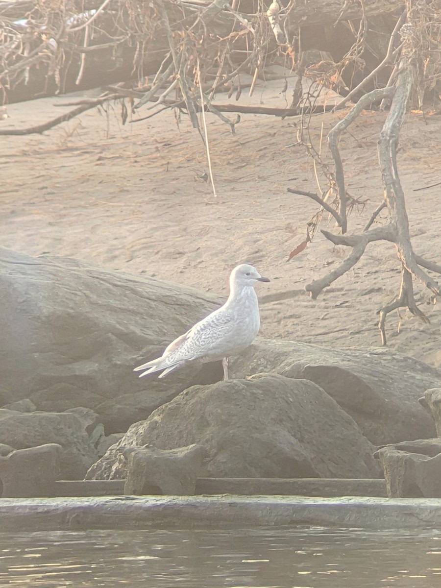 Iceland Gull (kumlieni) - ML646511921