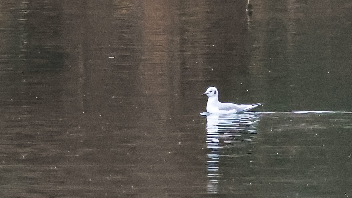 Bonaparte's Gull - ML646511922