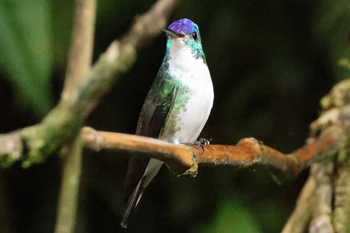 Andean Emerald - ML646511933