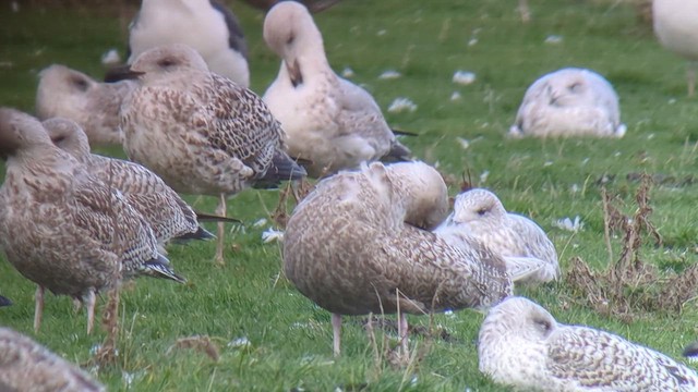 Gavión Hiperbóreo - ML646511935