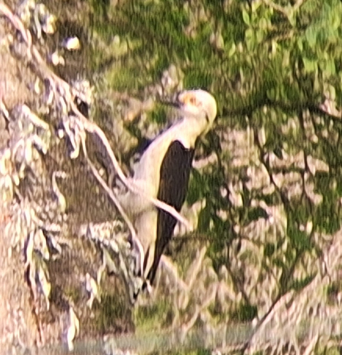 White Woodpecker - ML646511954