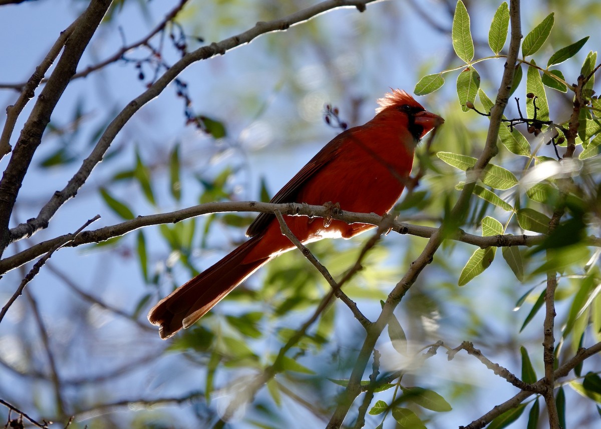Northern Cardinal/Pyrrhuloxia - ML646511956