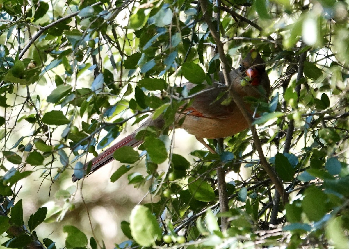 Northern Cardinal/Pyrrhuloxia - ML646511957
