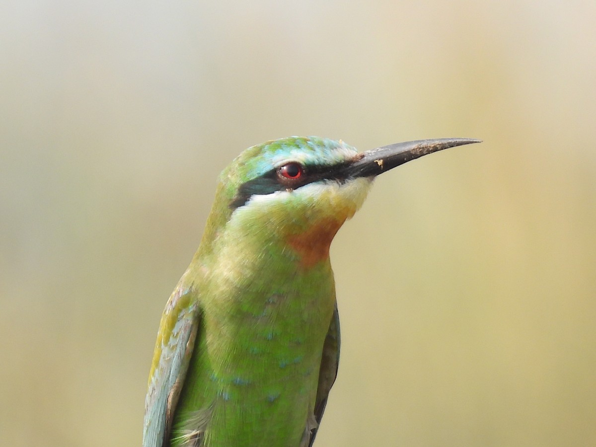 Blue-cheeked Bee-eater - ML646511974