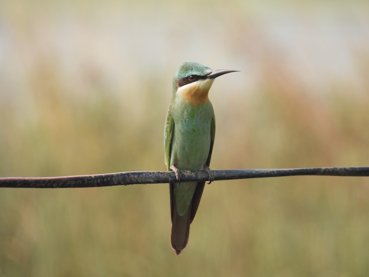 Blue-cheeked Bee-eater - ML646511975