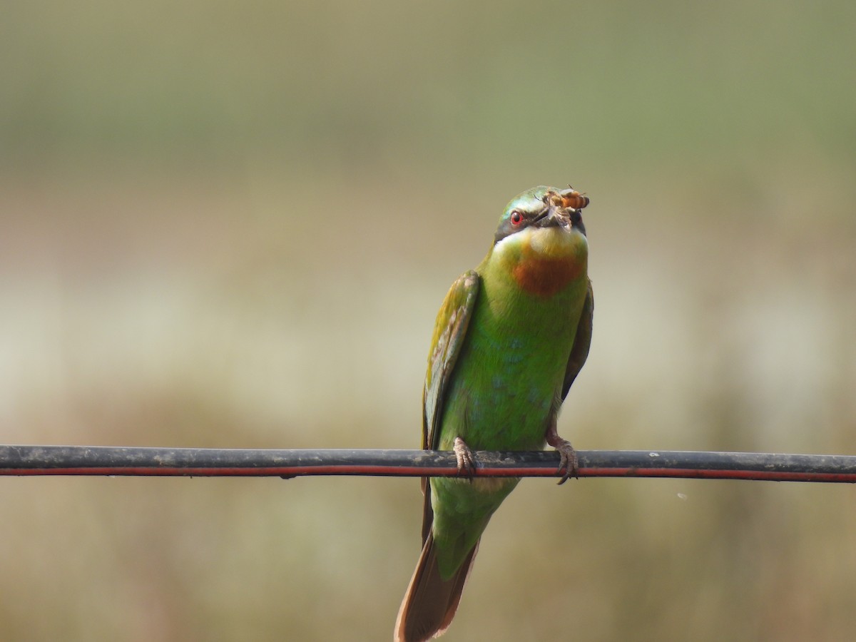Blue-cheeked Bee-eater - ML646511976