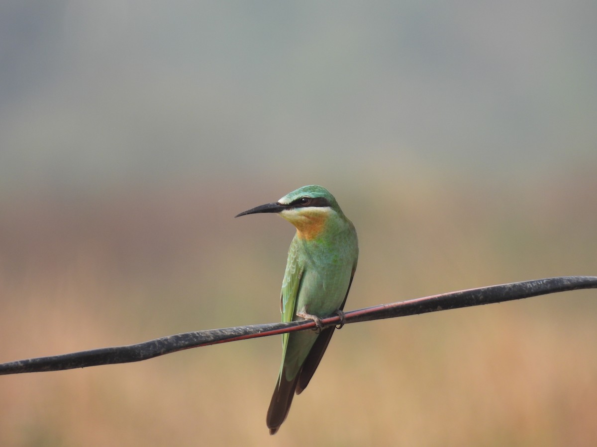 Blue-cheeked Bee-eater - ML646511977