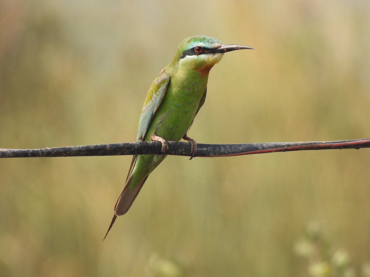 Blue-cheeked Bee-eater - ML646511978