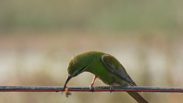 Blue-cheeked Bee-eater - ML646511979
