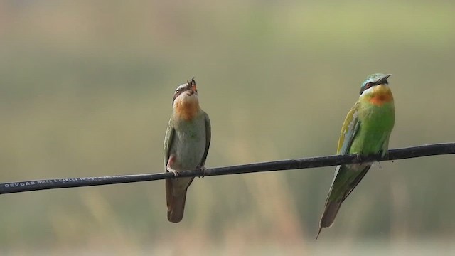 Abejaruco Persa - ML646511981