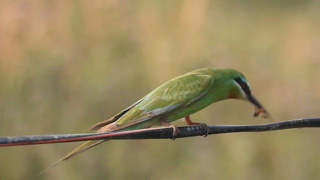 Abejaruco Persa - ML646511982