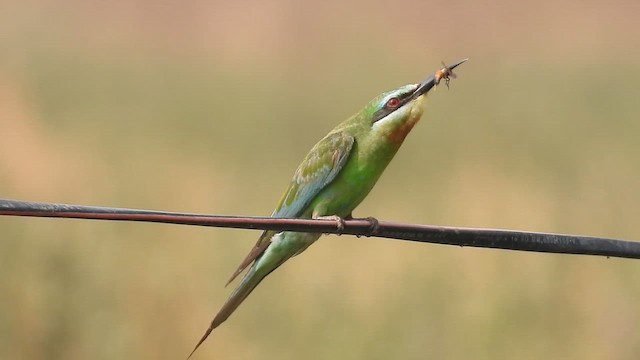 Abejaruco Persa - ML646511983