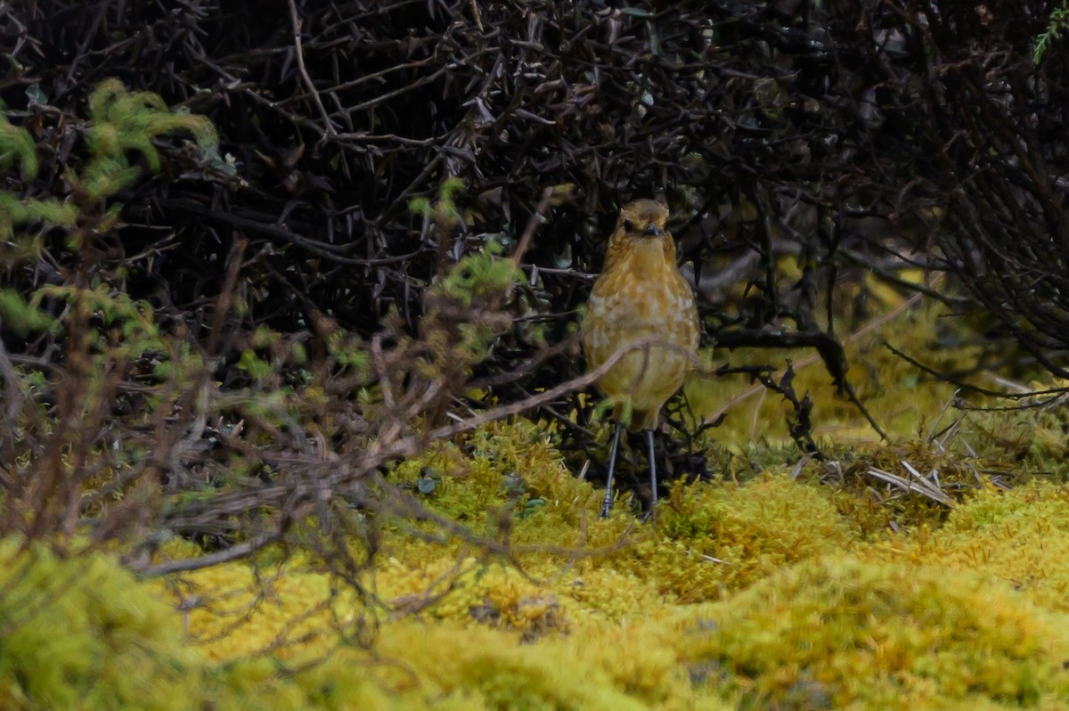 Grallaire alticole - ML646511986