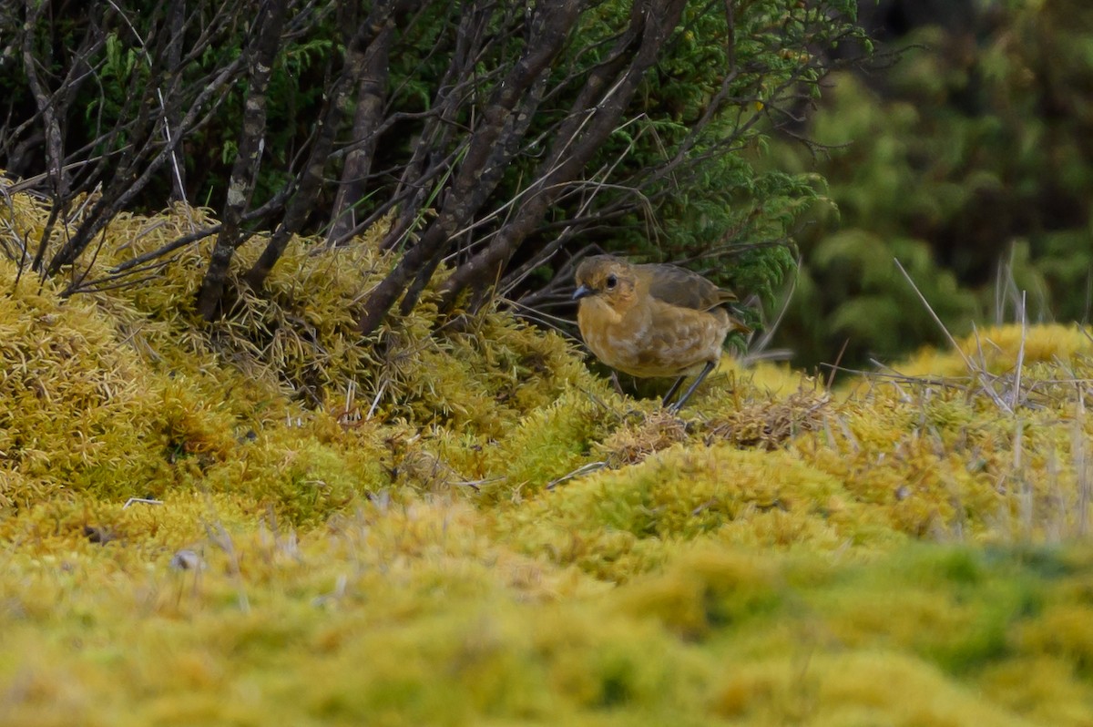 Grallaire alticole - ML646511987