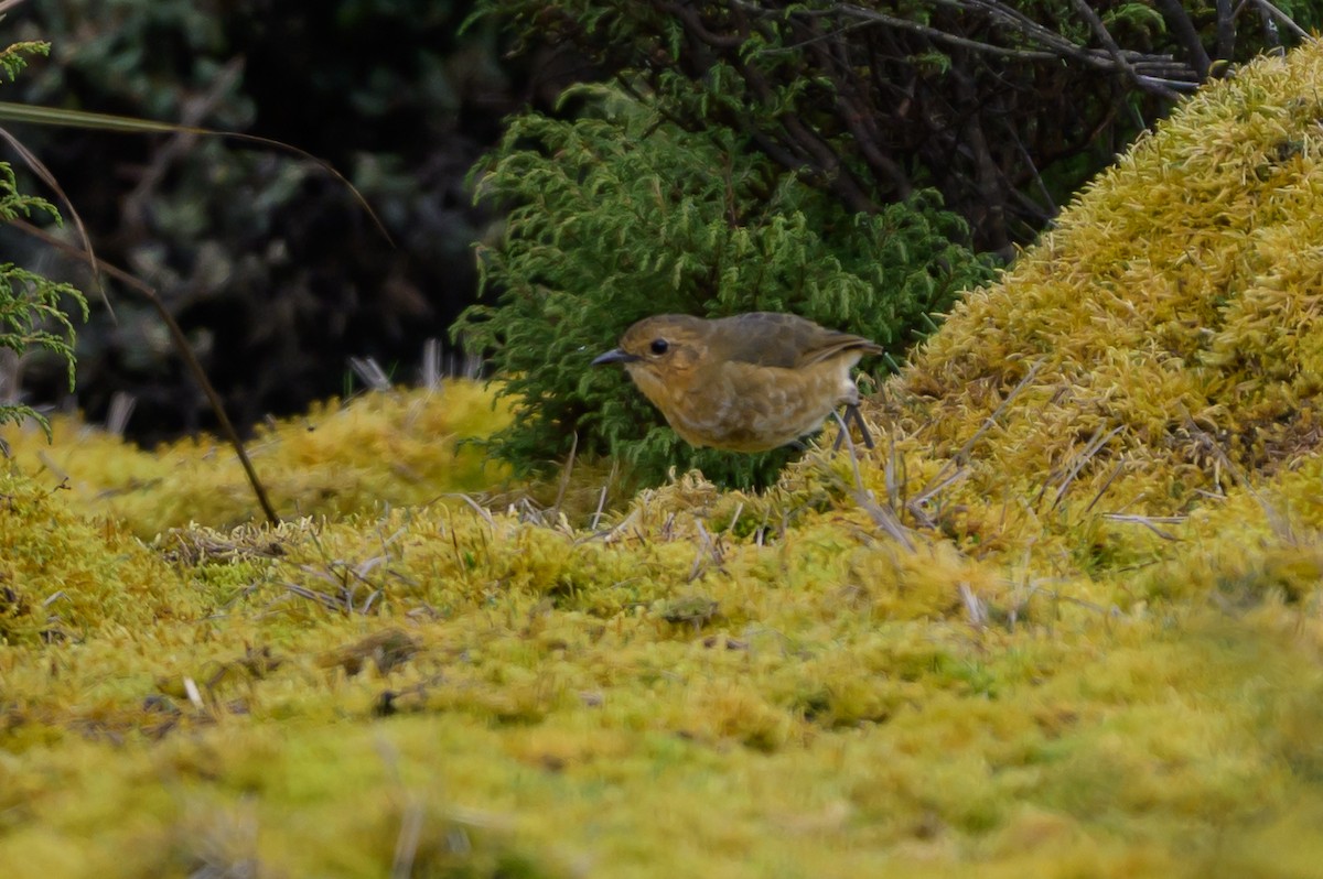 Grallaire alticole - ML646511988