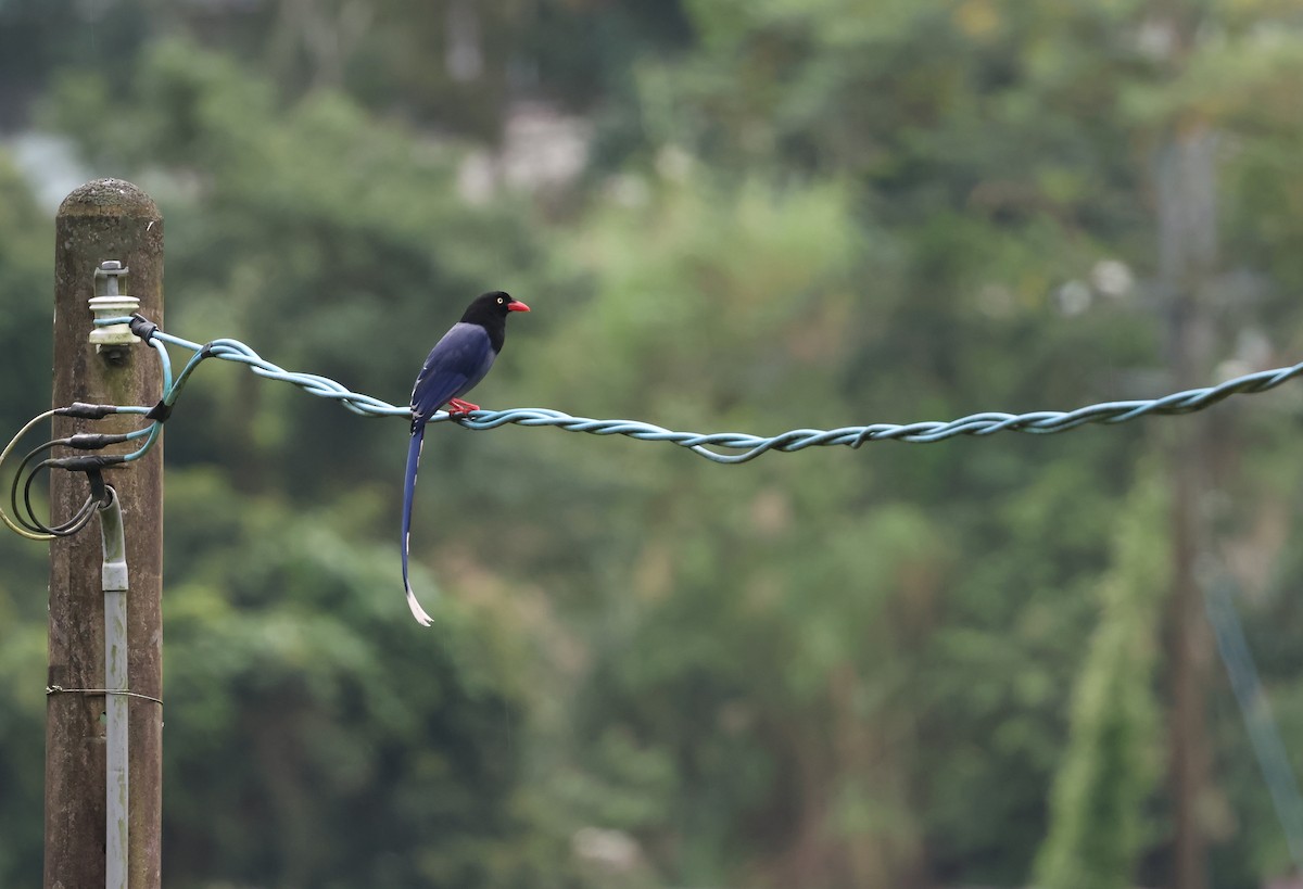 臺灣藍鵲 - ML646511994