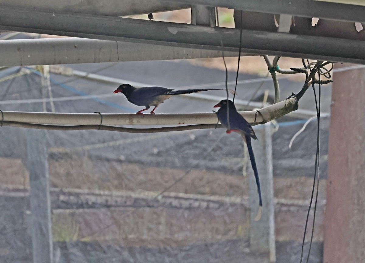 臺灣藍鵲 - ML646511995