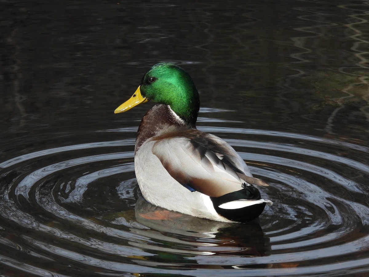 マガモ - ML646512000