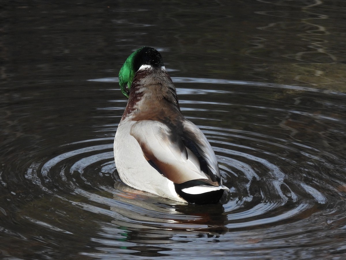 マガモ - ML646512001