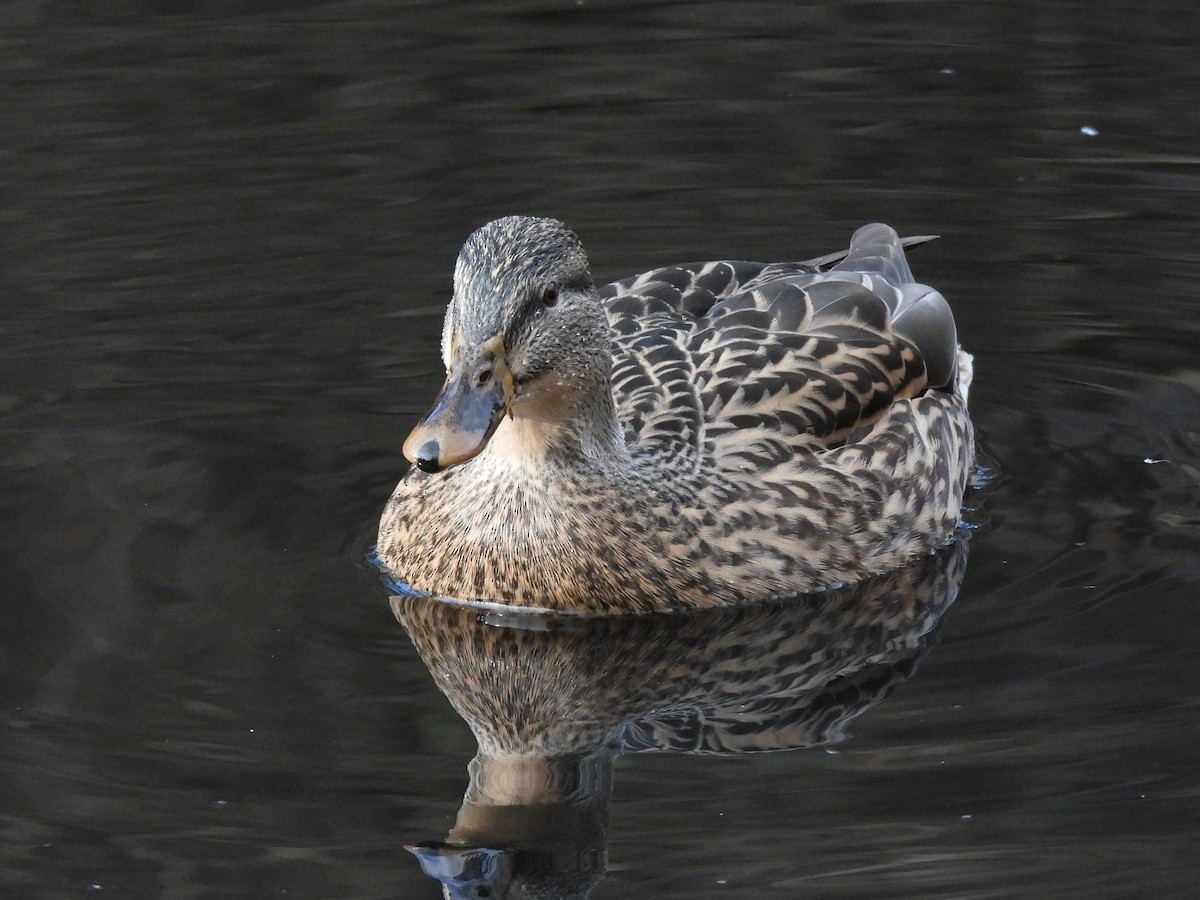 マガモ - ML646512002