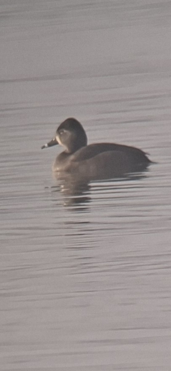 Ring-necked Duck - ML646512003