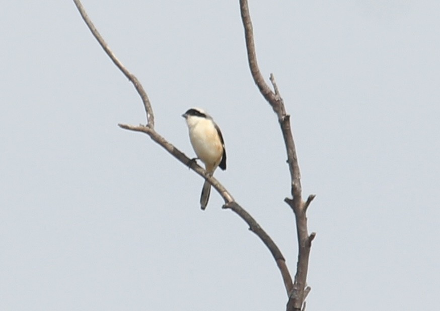 Bay-backed Shrike - ML646512009