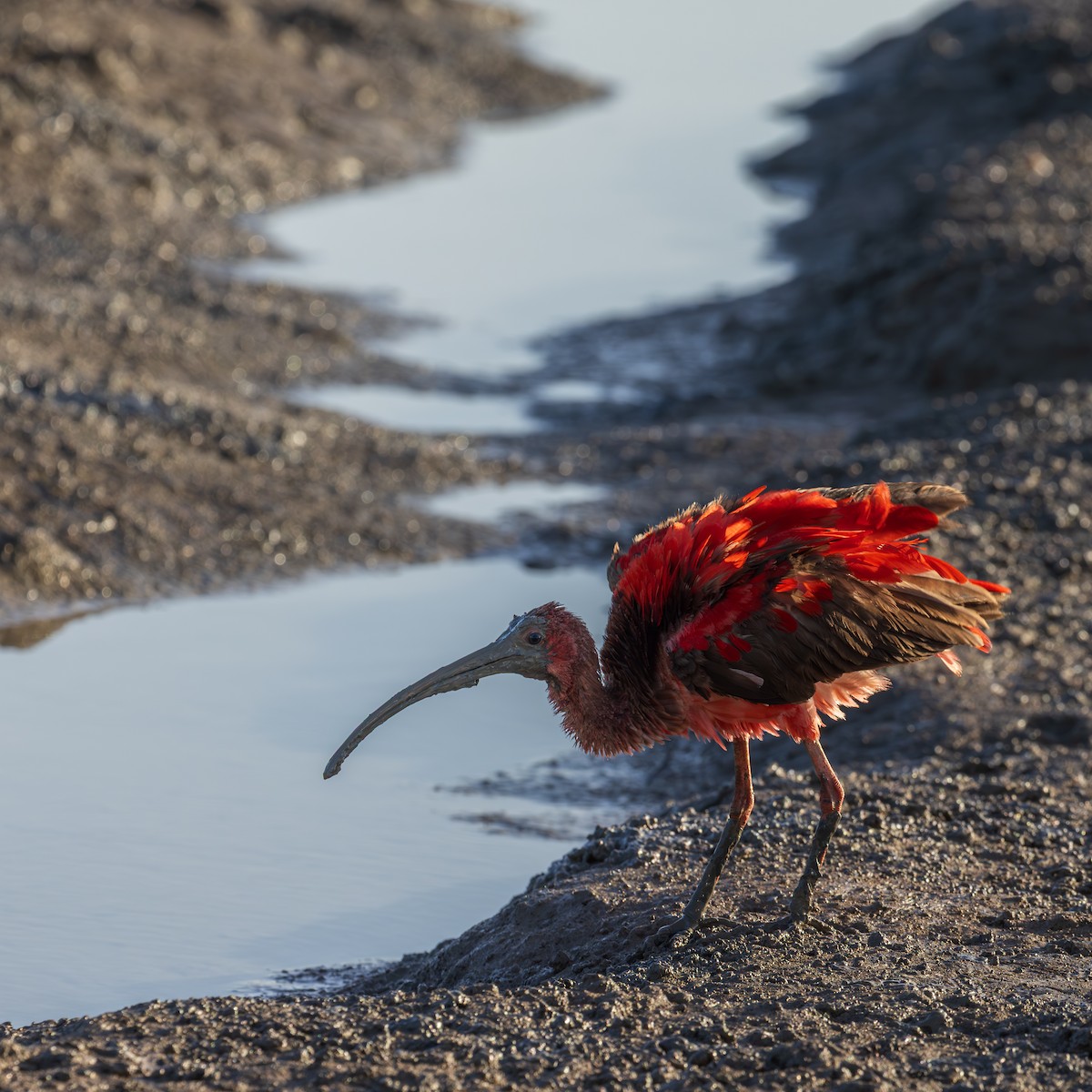 Scarlet Ibis - ML646512012