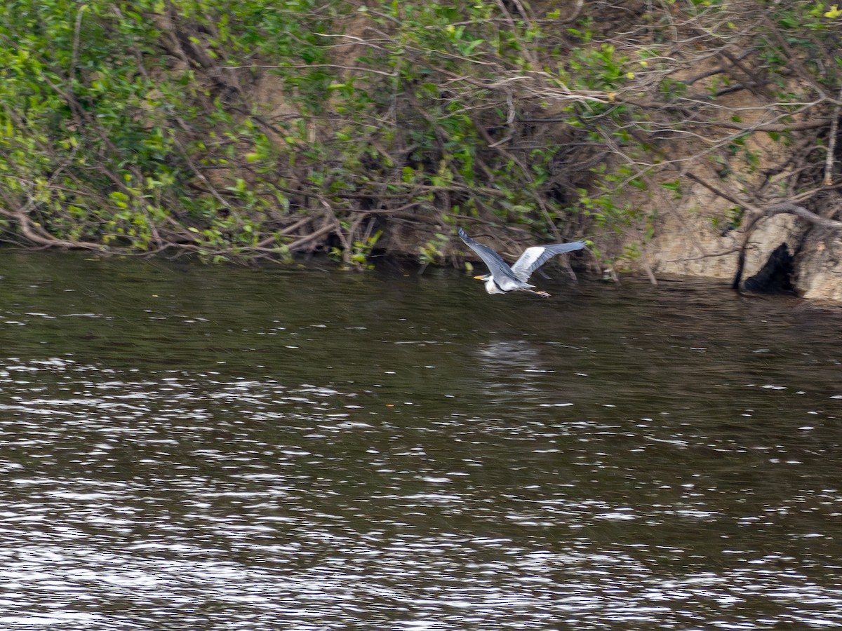 Cocoi Heron - ML646512013