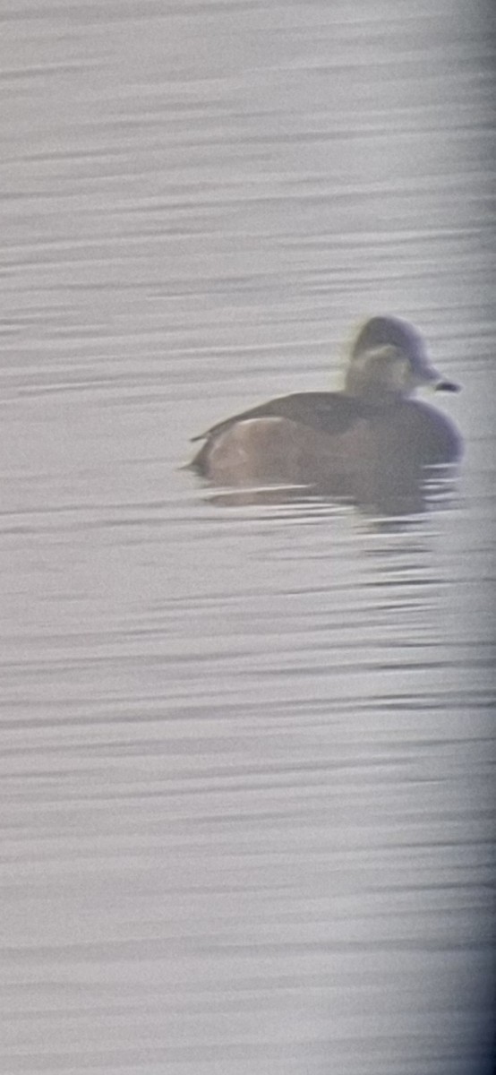 Ring-necked Duck - ML646512014