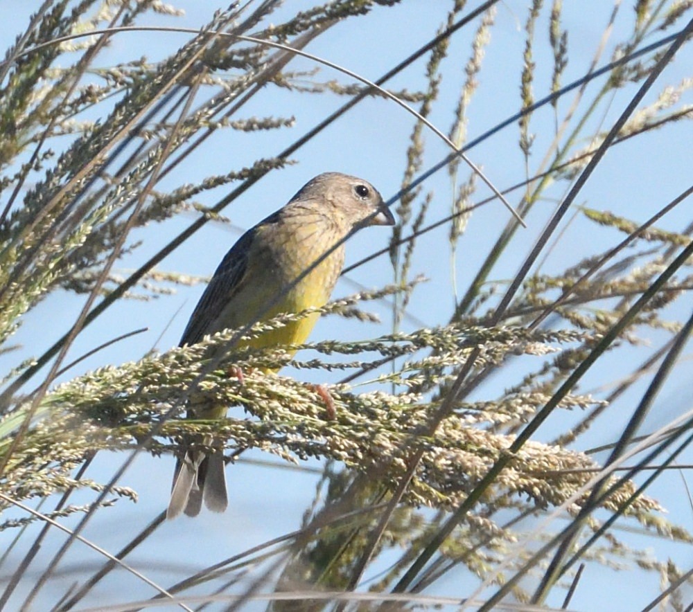 passerine sp. - ML646512017