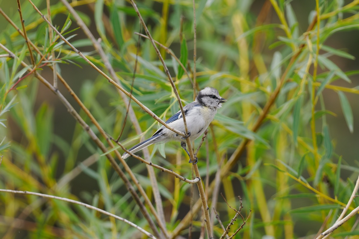 Azure Tit - ML646512019