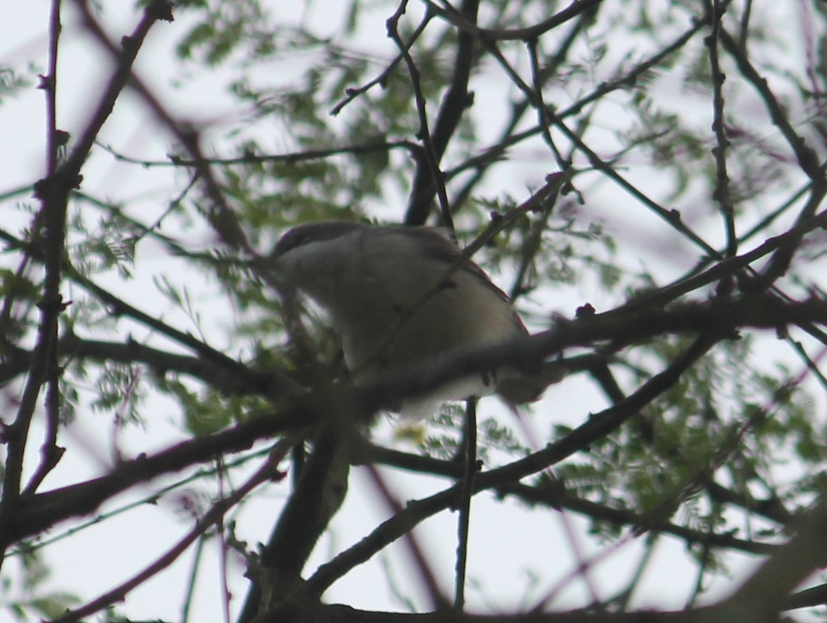 møller - ML646512023