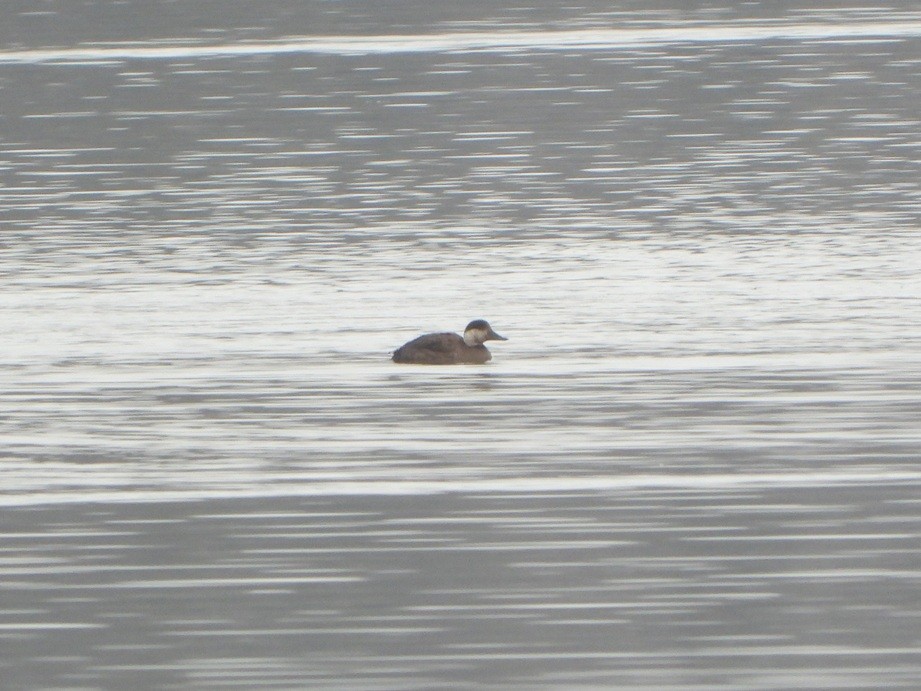 Common Scoter - ML646512024