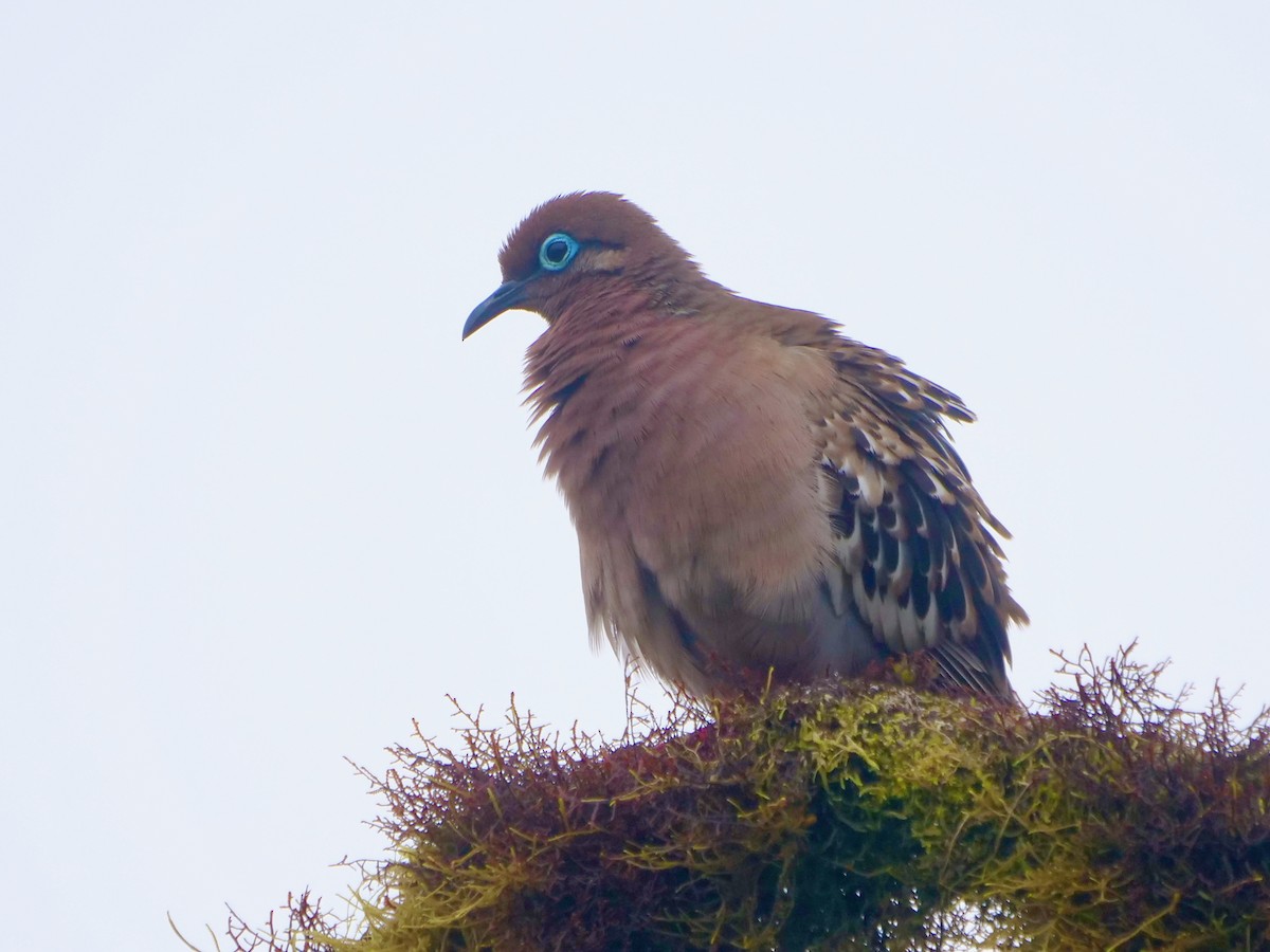 Galapagos Dove - ML646512025