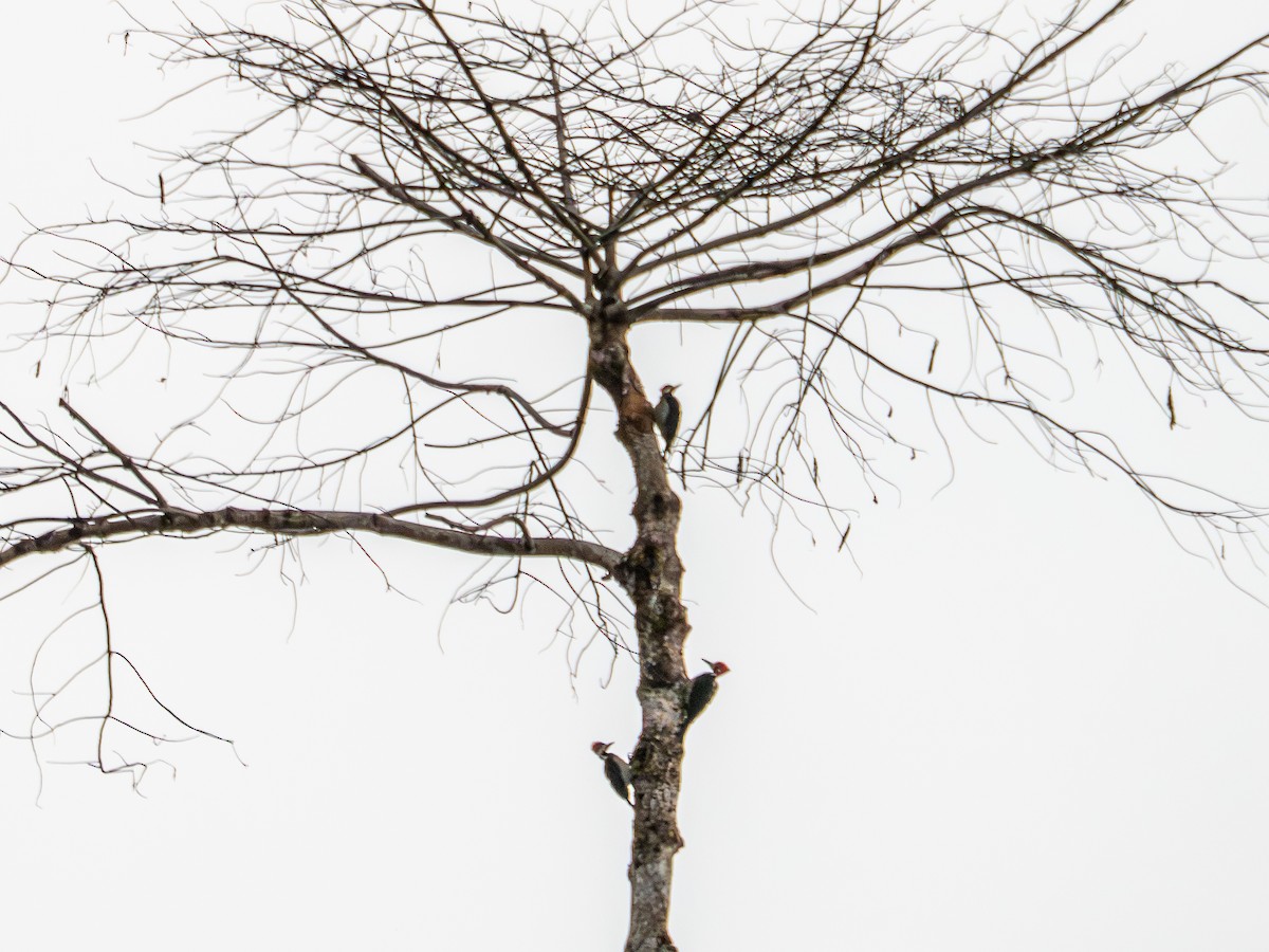 Crimson-crested Woodpecker - ML646512026