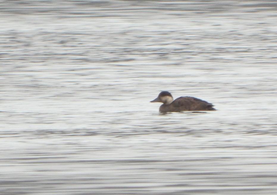Common Scoter - ML646512027