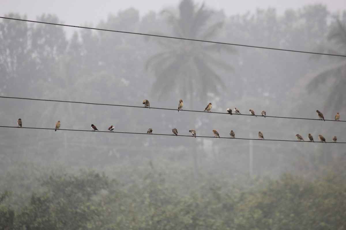 bayavever - ML646512028