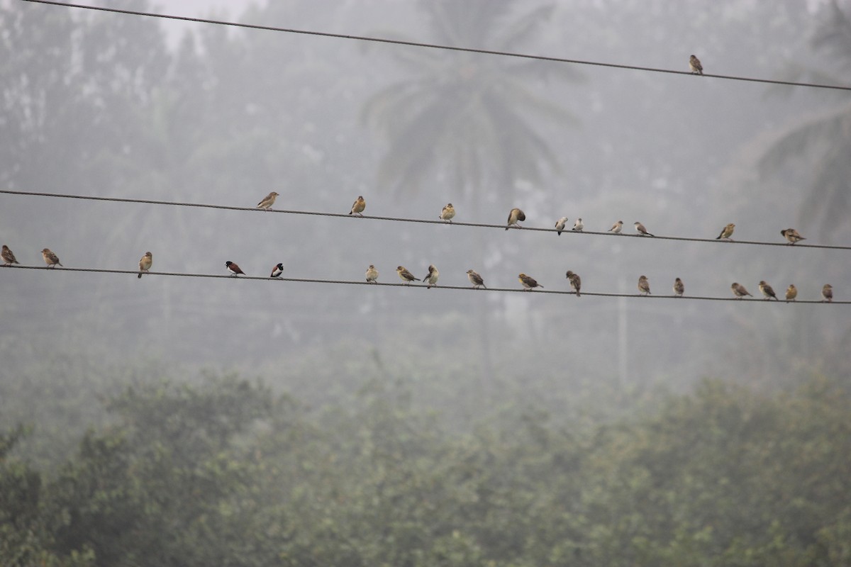 bayavever - ML646512029