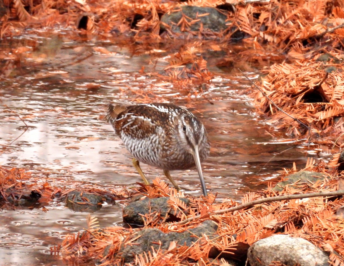 Solitary Snipe - ML646512031