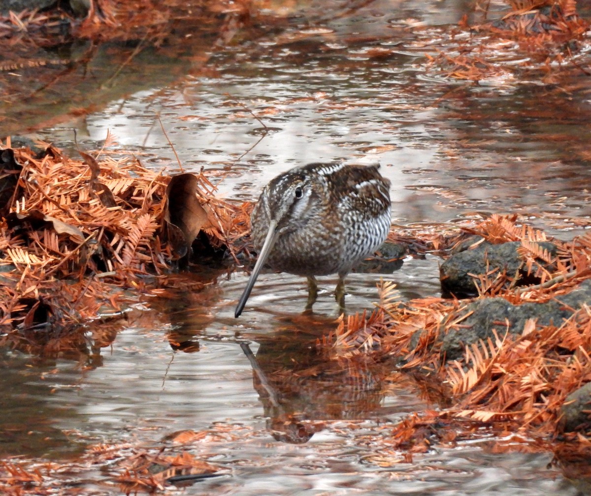 Solitary Snipe - ML646512032