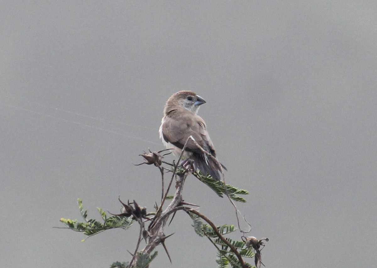 indiasølvnebb - ML646512034