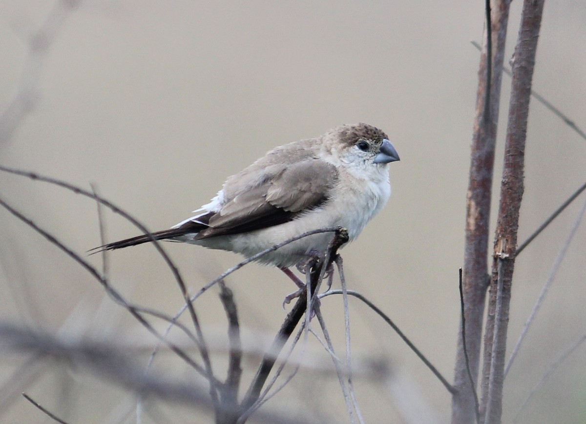 indiasølvnebb - ML646512036