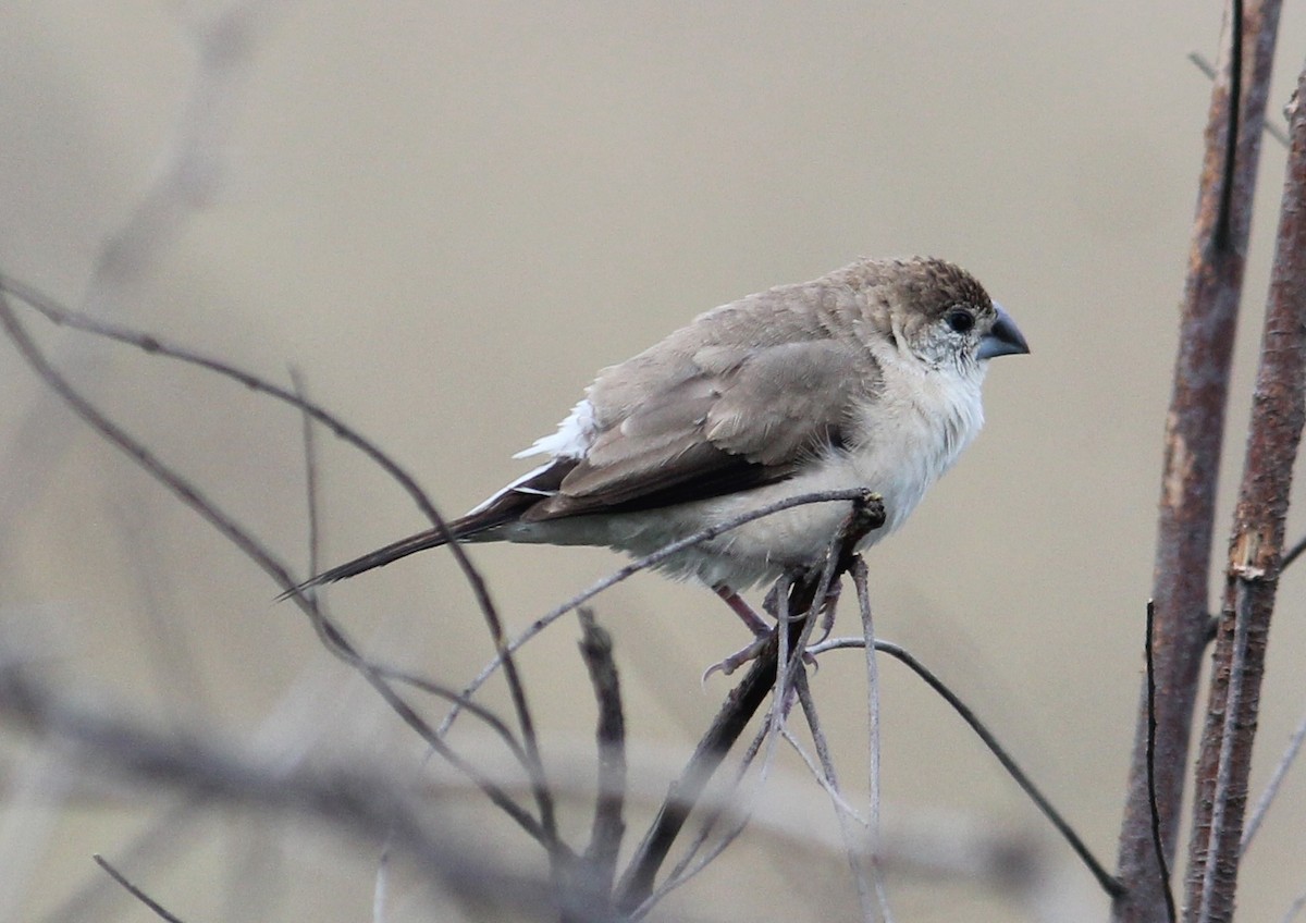 indiasølvnebb - ML646512037