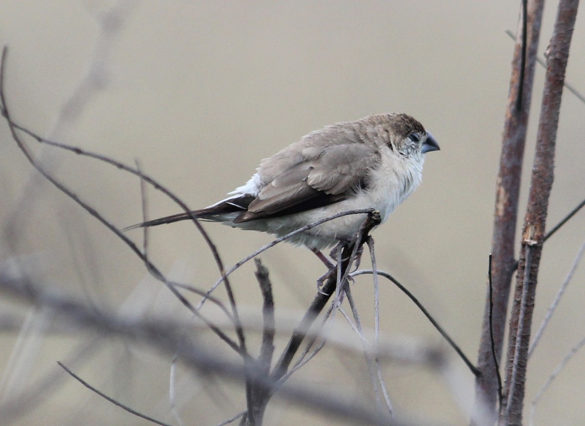 indiasølvnebb - ML646512038