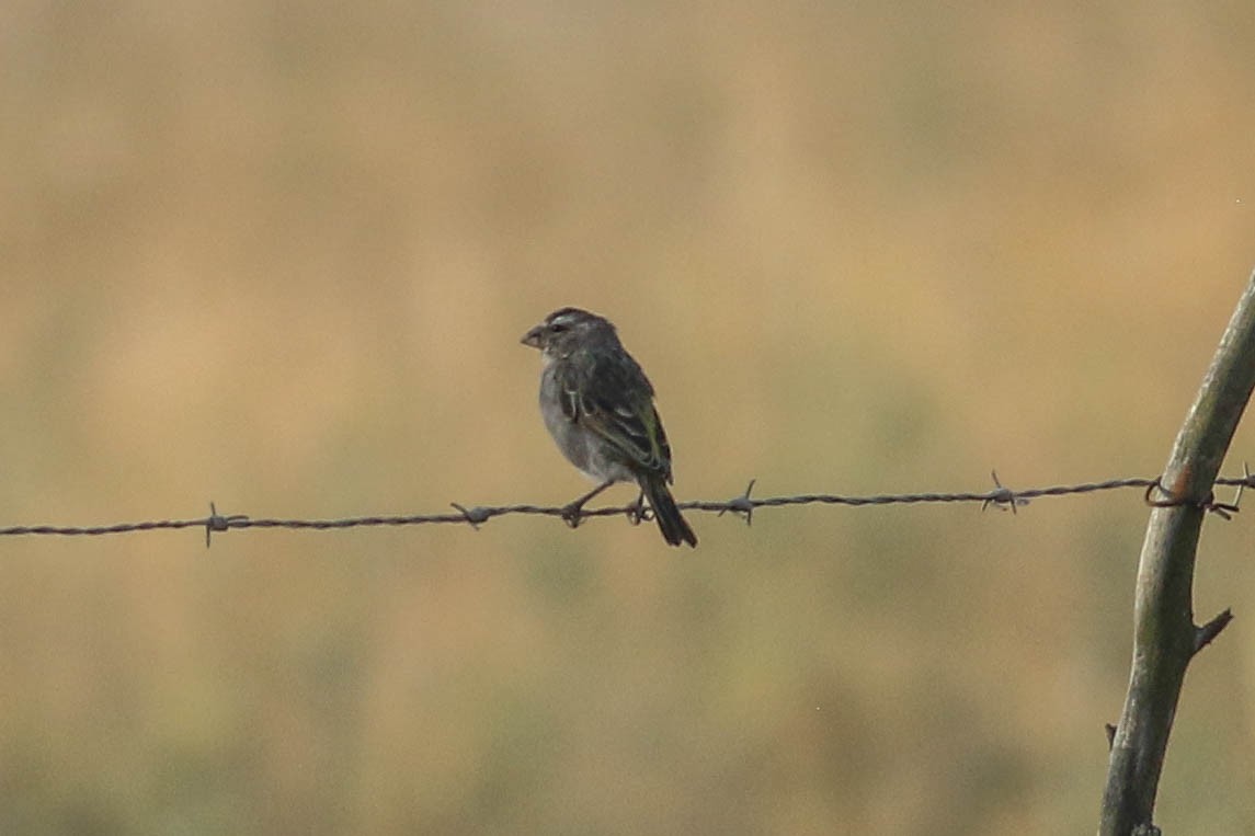 Weißkehlgirlitz - ML646512040