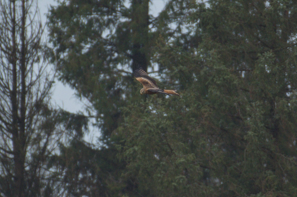 Red Kite - ML646512042