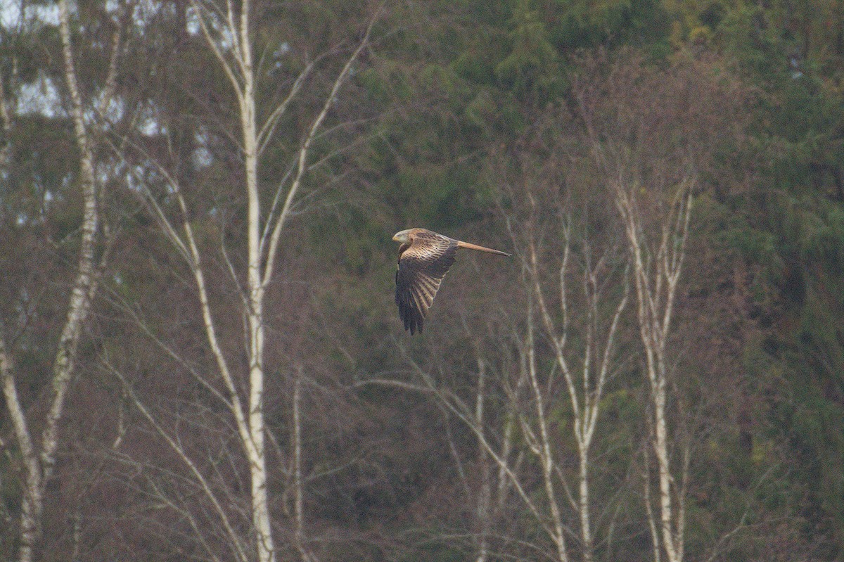 Red Kite - ML646512043