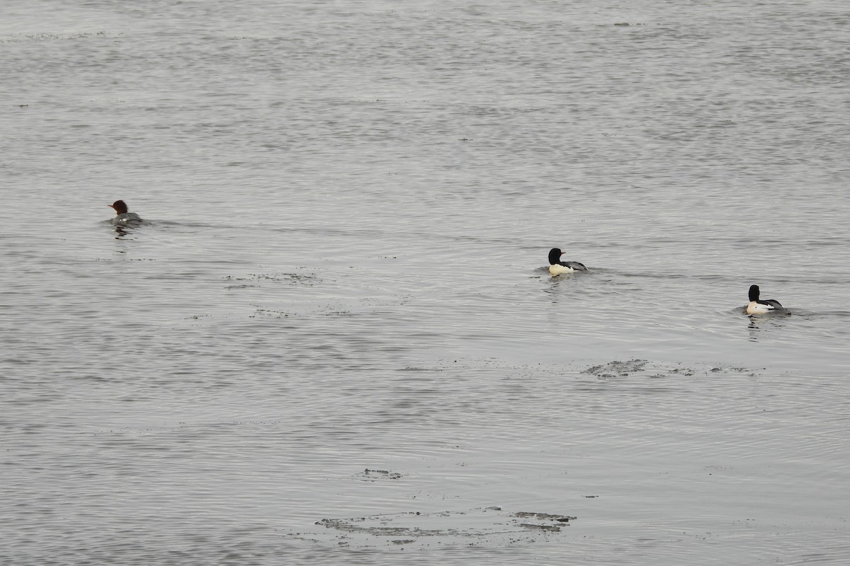 川秋沙 - ML646512044