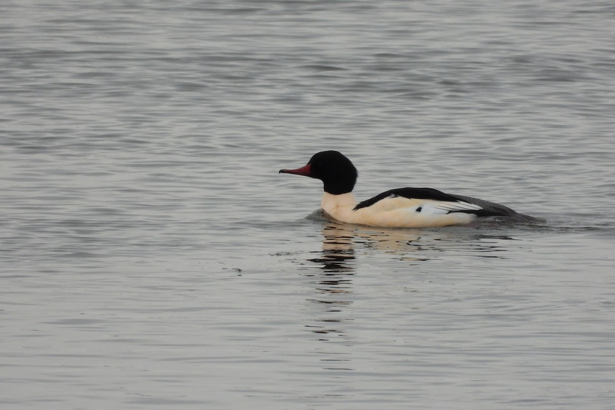 川秋沙 - ML646512045