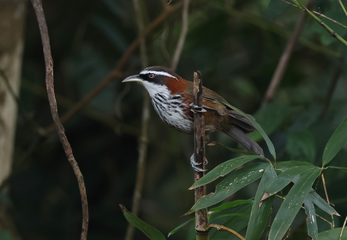 小彎嘴 - ML646512046